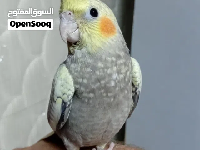 طائر كوكتيل  أليف متكلم