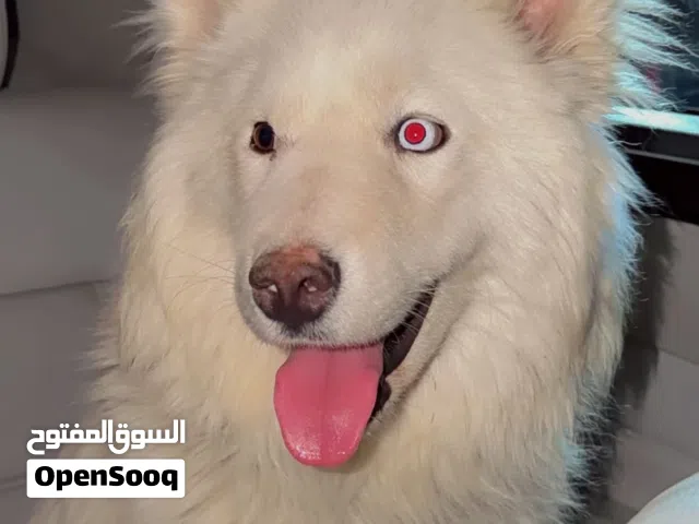 ذكر هاسكي بيور