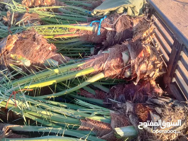 فروخ وجثايث النخيل بجميع انواعه نخل القصيم