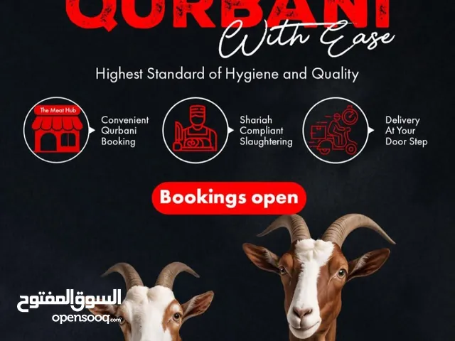 GULF Trusted Qurbani Service – Book Your Online Qurbani 2025 Now!