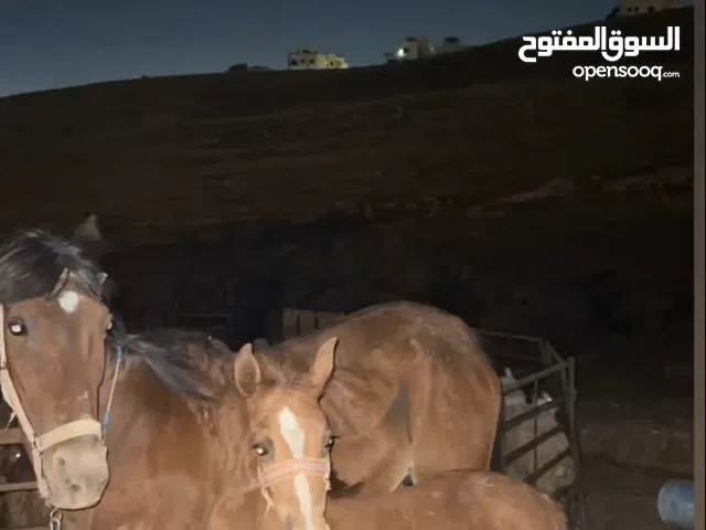 فرس وراها مهره للبيع بسعر رمزي