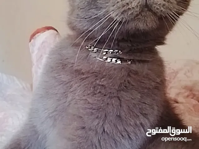 قط سكــــــــــــــــــــوتش بحاله جيدا لا يعاني من اي مرض العمر 10 اشهر لون رمادي