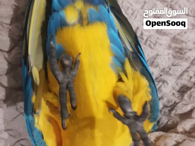 مطلوب مكاو (macaw is required
