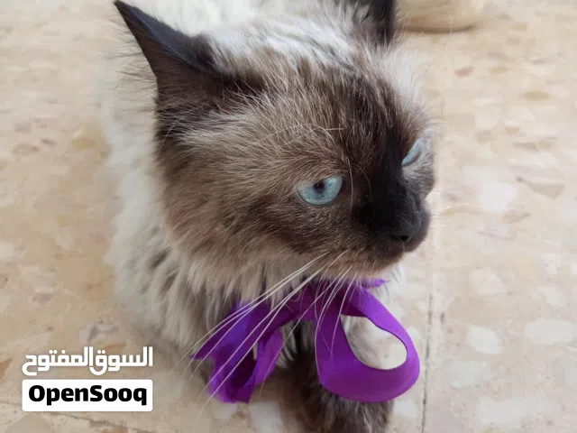 قط خليط شيرازي و همالايا قط منزلي لطيف جميل ........................................................