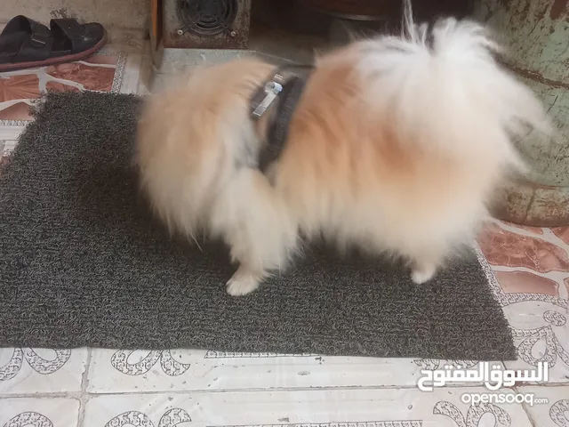 كلب للبيع يخبل