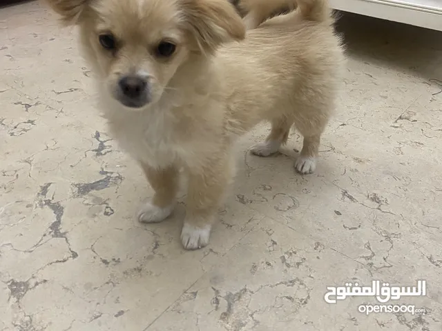 ذكر مالتيز للبيع