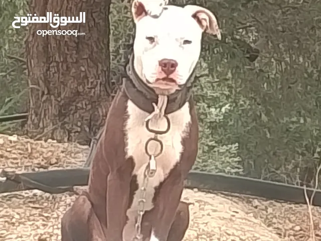 كلب بتبول لبيع