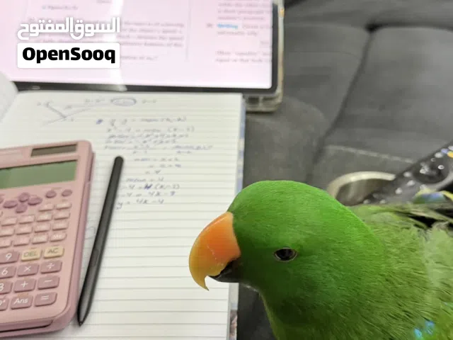 ببغاء اكلكتوس للبيع