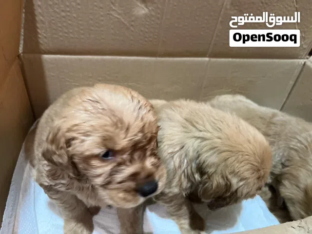 جرو جولد عمر شهرين150