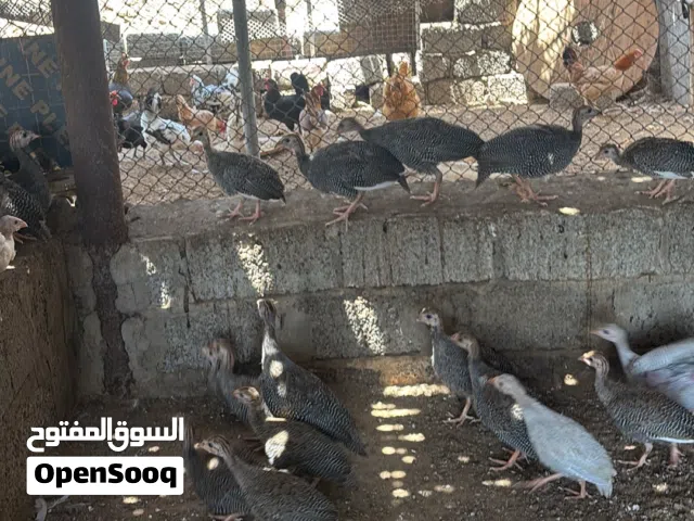 للبيع دجاج الحبشي