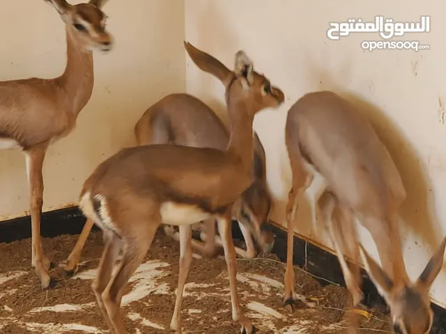 غزلان مربيات