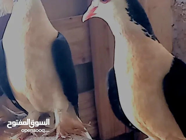 كوبيه بطريق ماشاء الله تبارك الرحمن حاجه كويسه وتلهد كوبيا على الاكحل تبارك الله اطلع على الاكحل