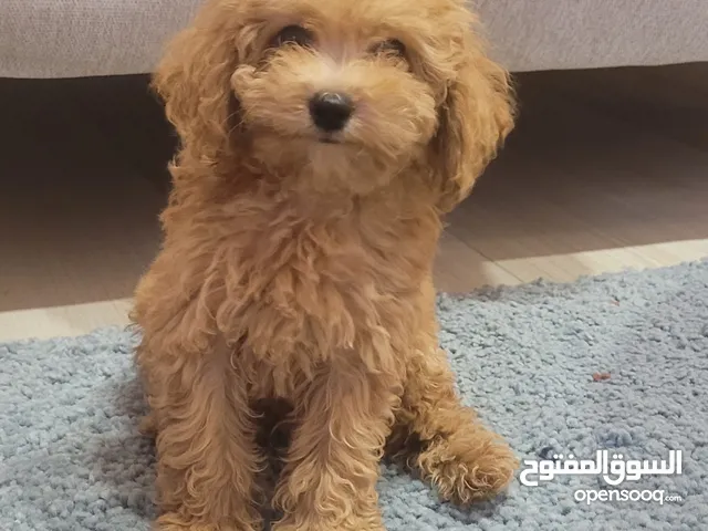 Toy poodel puppy