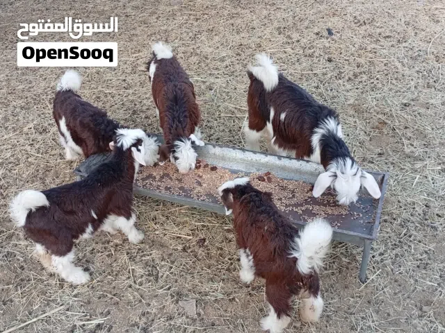 سخال بنات شهرين للبيع العدد 5