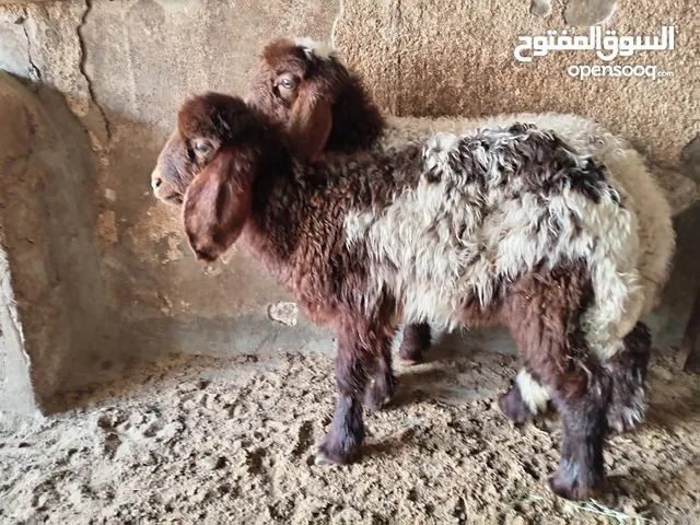 عابورتين للبيع العمر شهرين ونص