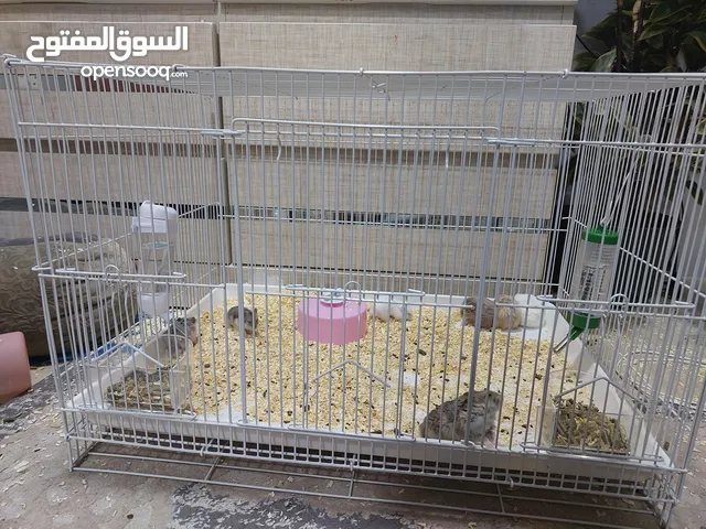 قفص هامستر وطيور
