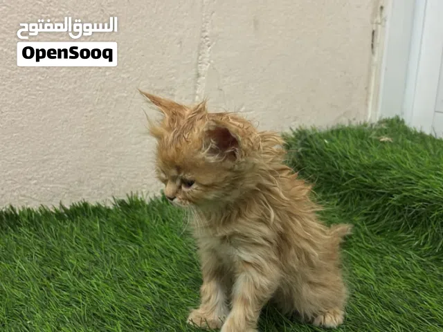 للبيع قط شرزاي