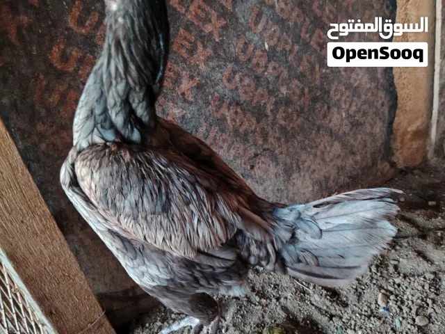 دجاج باكستاني