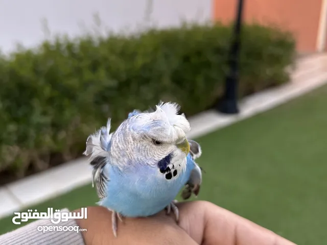 He is friendly bird