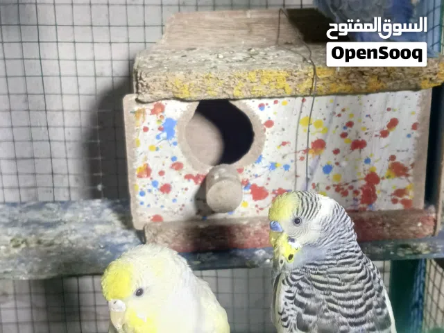 طيور حب رينبو