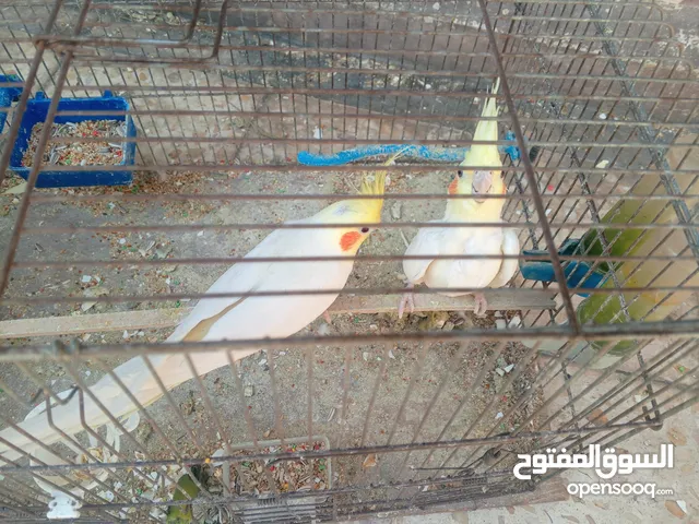 طيور كوكتيل