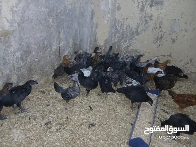فراخ بلدي عمر ثلاث شهور وعمر شهرين