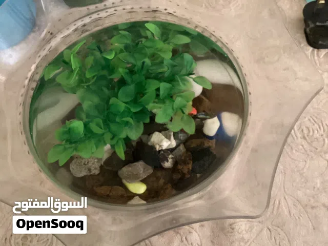 2 fancy guppies with bowl, fish food and everything inside