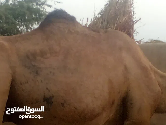 للبيع ناقه حامل في الشهر الثالث وعليها 4 الف سعودي