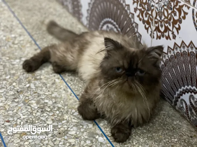 Chat persan - قط شيرازي