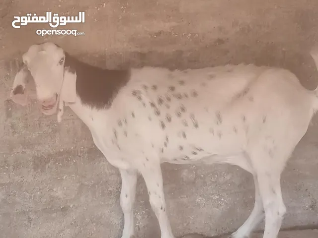 بسم الله ماشاء الله عنز شامي سن نظيف صحه ونظافه