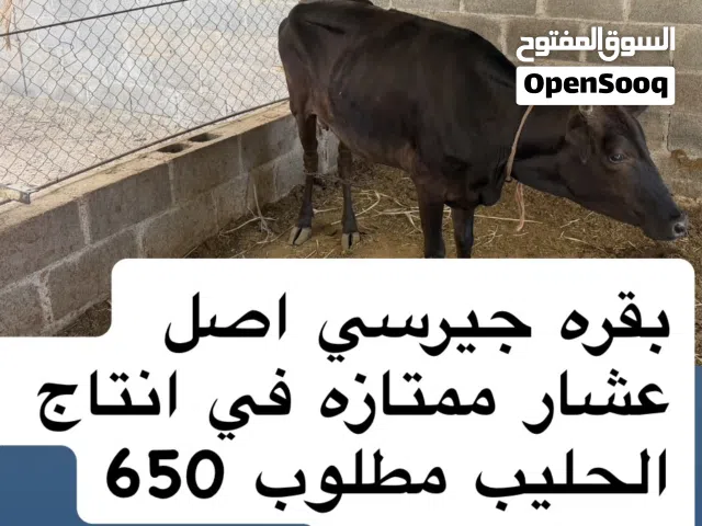 3 ابقار للبيع