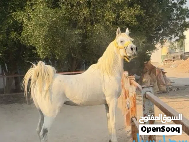 للبيع حصان مصري