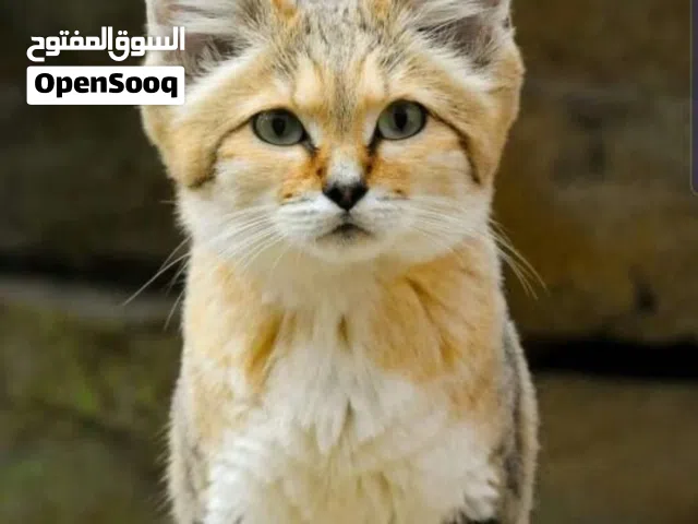 قط بري قزم مستورد