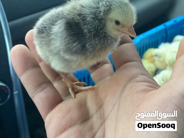 صيصان الفرنسي احمر  صيصان تهجين الفرنسي رقم واحد  صيصان العماني يتوفر توصيل جميع مناطق السلطنه