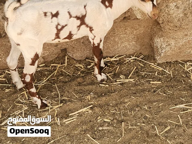 تيس لون ثلجي فاخر من الحلال الصلالي
