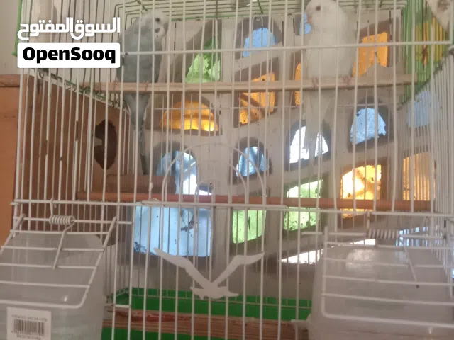 زوج طيور الحب مع القفص والبياضة وتوابعه بسبعة ألف ريال فقط