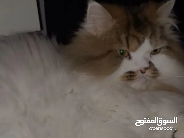 عندي قط للتبني والي جاد يكلمني