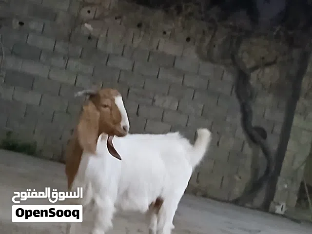 جدي المكان مصراته