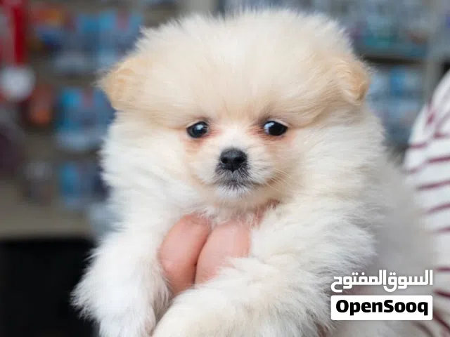 بوميــرنيان صغـــير بــس شــخصيته كـــبيرة! بوميرنيان فخم بحجم كف اليد تقريبا يعشق التصوير