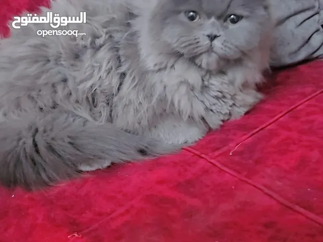 قط عمر 7 شهور مكس بريتيش همالايا قابل للتفواض