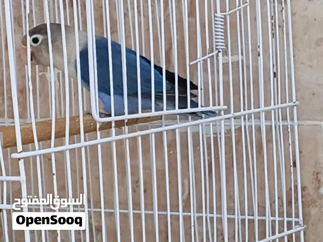 متاح نتايه فيشر بلو