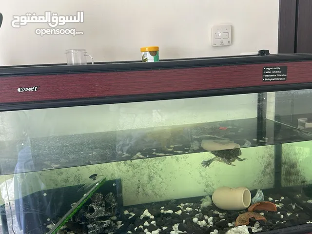 مع كل ملحقته