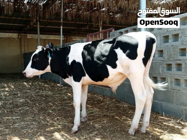 للبيع ثيران محلية مطعومة وتغذية ممتازة
