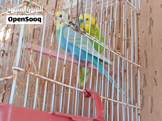 كوبيا بقلينو انتاج ربي يبارك معطيات 90 و البيع مزال