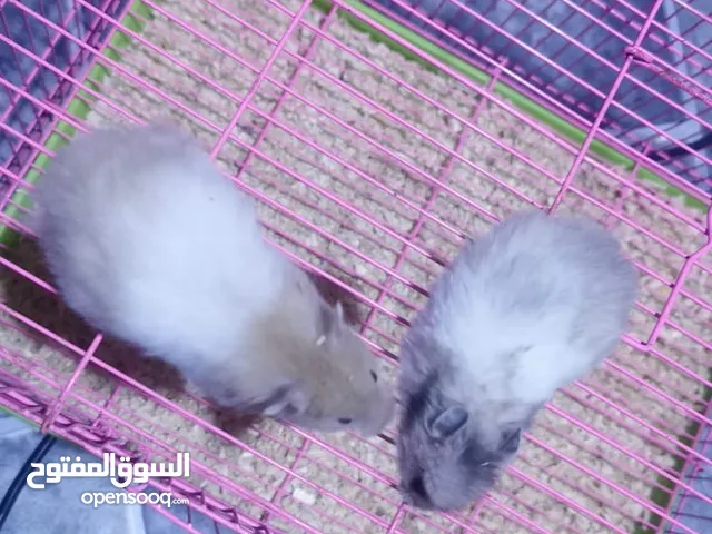 هامستر سوري جملة اخر كمية للبيع بلاش