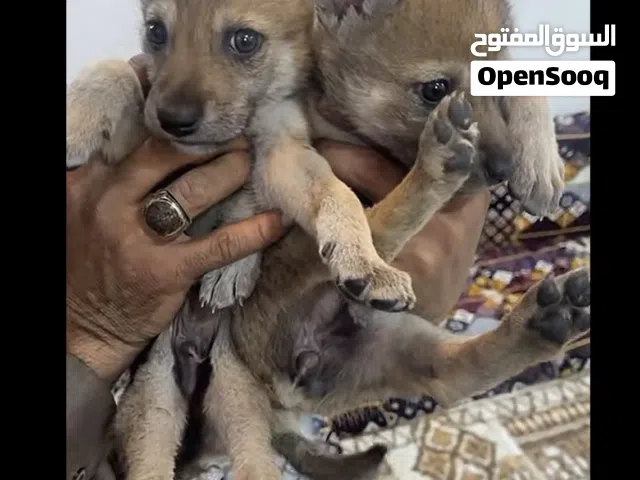 اللي عنده شمالي  أو جنوبي