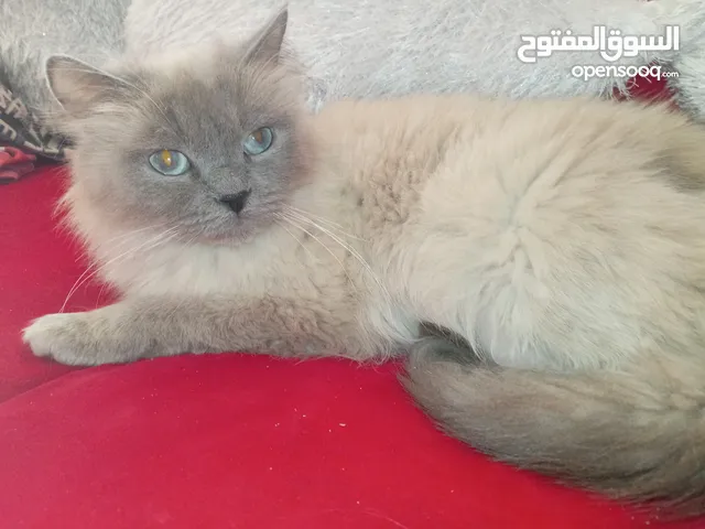 قطه سكوتش فولد براون و قطه هملايا همالايا شوكلت شبه تبني للتبني