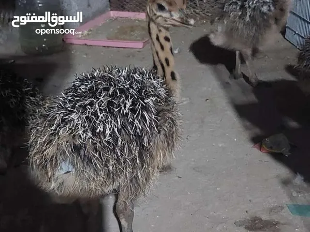 نعام افريقي