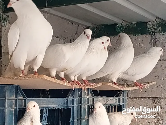 حمام فرنسي لاحم سوبر جامبو بيور  السلالة الفرنسية الاصلية