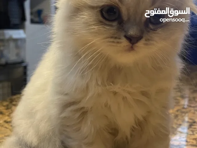 سكوتش فولد و مكس سكوتش فولد x هملايا